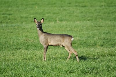 Deer standing on grass