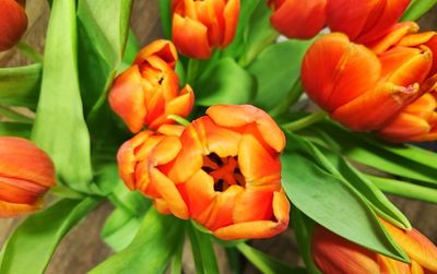 Close-up of orange flowers blooming outdoors