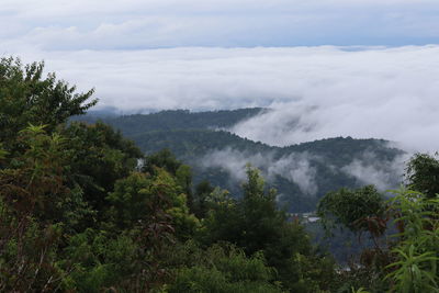 Scenic view of trees in forest against sky