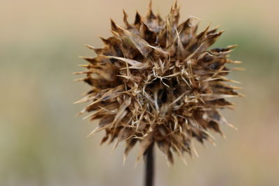 Close-up of dry thistle