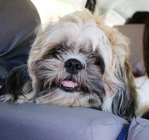 Close-up portrait of dog relaxing on floor