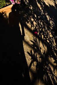 Shadow of people on road