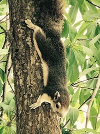 Close-up of tree trunk