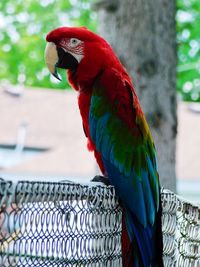 Close-up of parrot perching on leaf