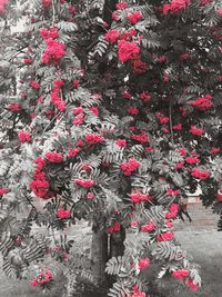 Red flowers growing on tree