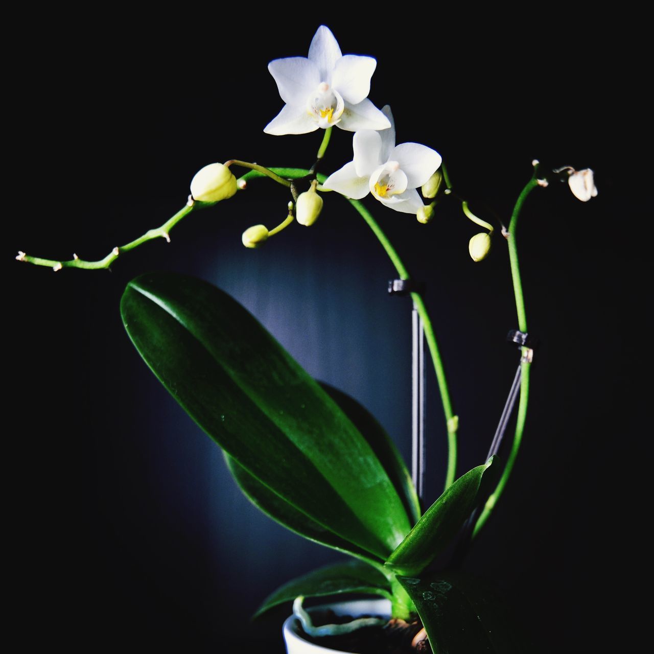 growth, beauty in nature, nature, flower, close-up, plant, no people, freshness, fragility, flower head, outdoors, black background, day