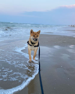Cute shiba inu puppy in the beach