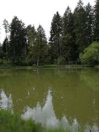 Reflection of trees in lake against sky