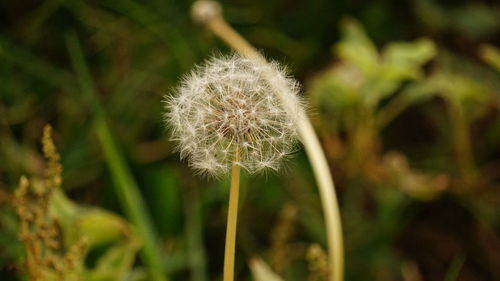 Close-up of dandelion