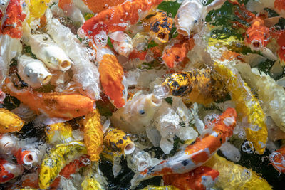 High angle view of koi carps swimming in sea