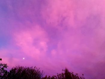 Low angle view of pink trees against sky at night