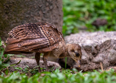 Close-up of bird