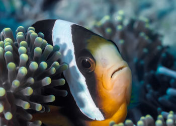 Close-up of fish swimming in sea