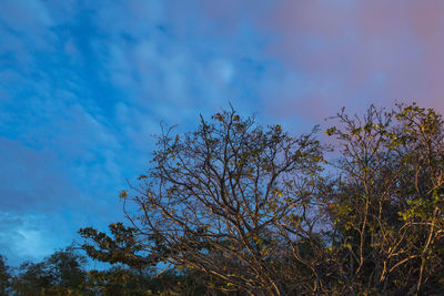 Low angle view of tree against blue sky