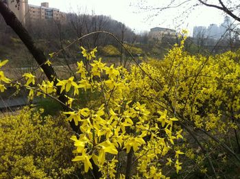 Close-up of yellow flowers