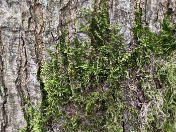 Close-up of moss growing on tree trunk