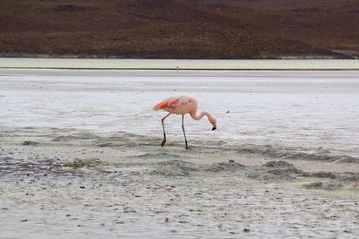 Panoramic view of lagoon laguna de canapa with flamingo at uyuni in bolivia,south america
