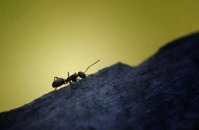 Close-up of insect