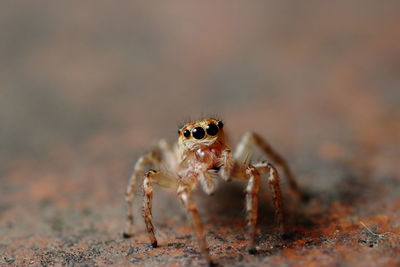 Close-up of spider