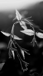 Close-up of plant