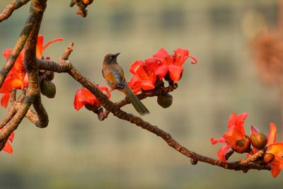 Close-up of red flowers against blurred background