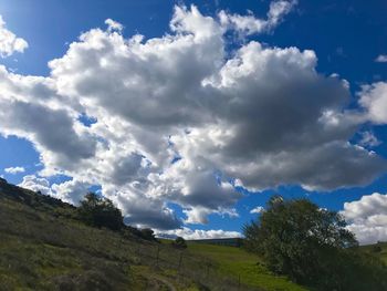 Low angle view of trees on field against sky