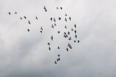 Low angle view of birds flying against sky