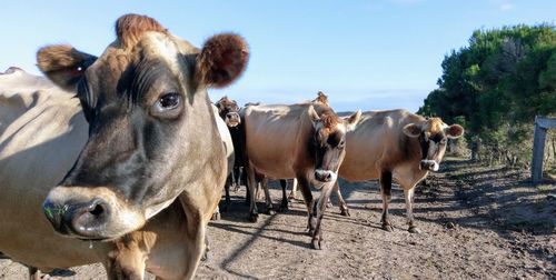 Cattle together