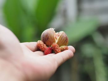 Close-up of hand holding fruit