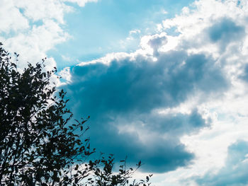 Low angle view of trees against sky