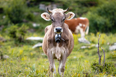 Portrait of horse on field