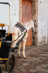 Horse with carriage standing on street