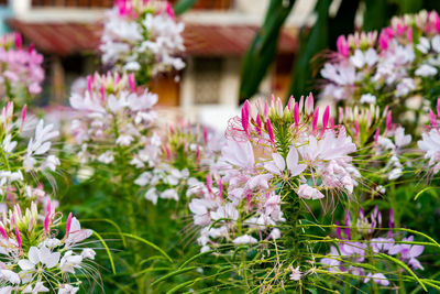 Close-up of purple flowering plants on field