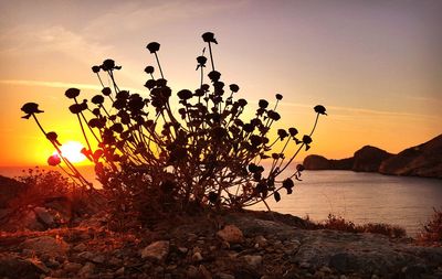 Silhouette plants on beach against sky during sunset