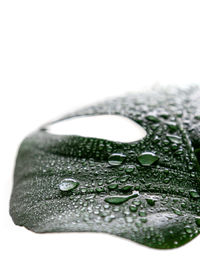 Close-up of raindrops on leaf against white background