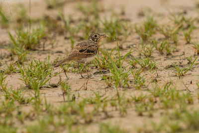 Bird perching on a land