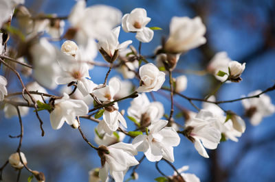 Close-up of apple blossoms in spring