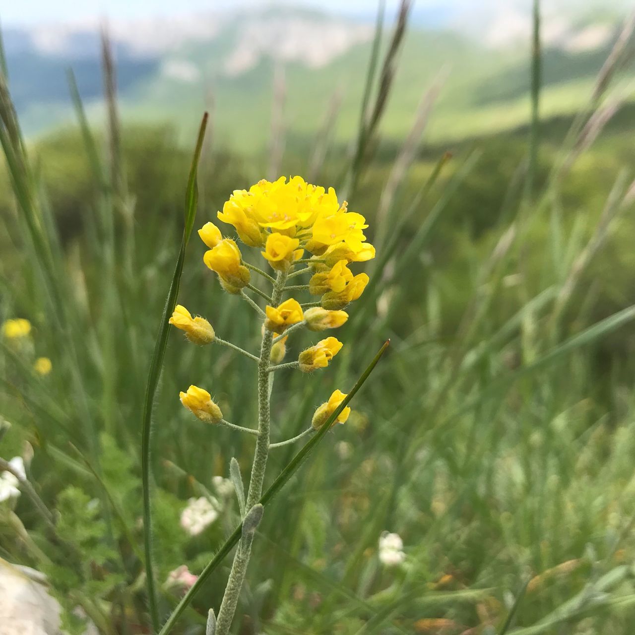 CLOSE-UP OF YELLOW FLOWERING PLANTS ON FIELD