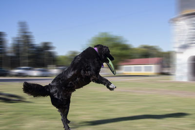 Portrait of trained dog jumping to catch frisbee