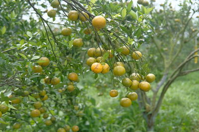 Low angle view of orange fruits growing on tree