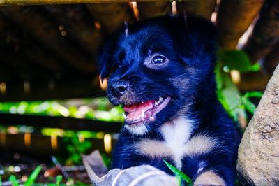 Close-up portrait of dog