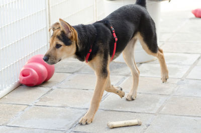 Close-up of dog