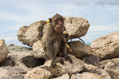 Monkey eating banana while sitting on rock against sky