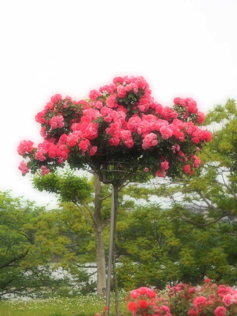 CLOSE-UP OF RED FLOWERS BLOOMING ON TREE