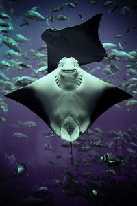 Close-up of fish swimming in sea