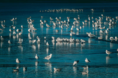 Swans swimming in lake