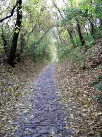 Footpath in forest