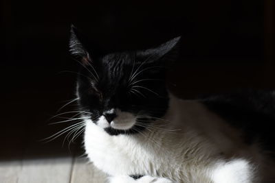 Close-up portrait of a cat