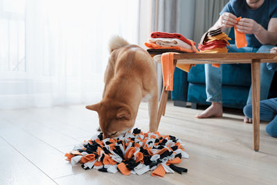 Cute preschooler boy and dad making diy snuffle mats for their pets, domestic cat and dog