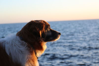Dog looking at sea against sky